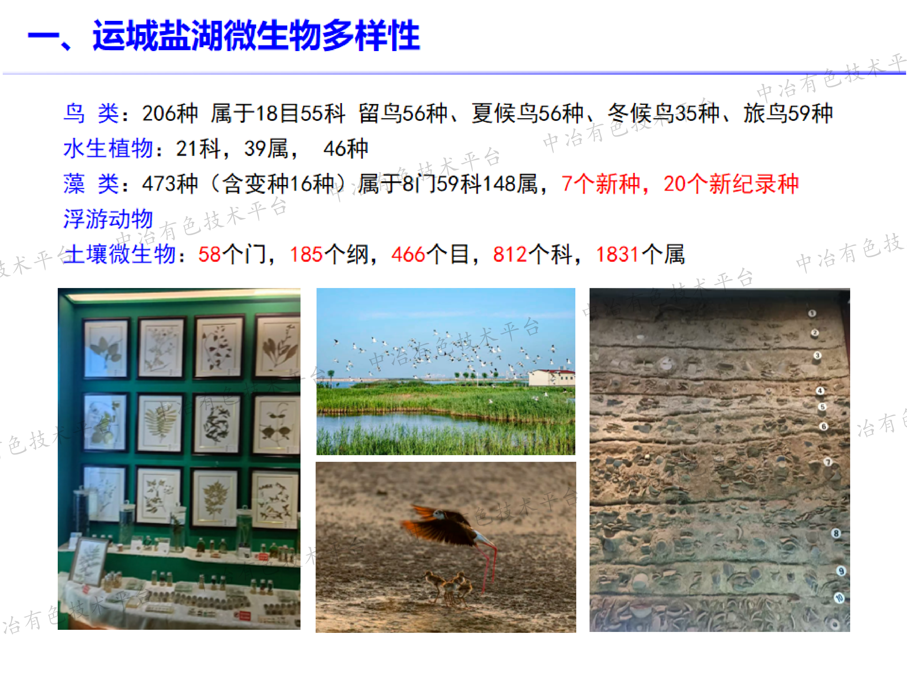 运城盐湖典型植物根际微生物群落结构与功能